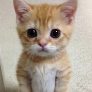 котик няша on My World.