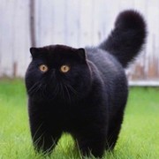 Мегаполис НФ on My World.