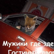 Лиса за рулем
