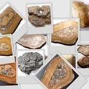 Dimon's Fossil Gems. Ювелирка из окаменелостей. группа в Моем Мире.