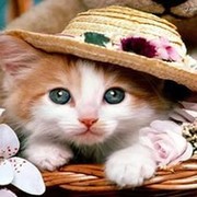 Новогодняя  Аватария on My World.