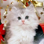 ღღღ Александра Попова ღღღ on My World.