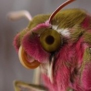 Владилена Кириллова on My World.