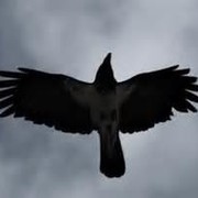 Black Raven on My World.
