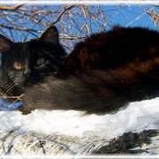 кот чёрный on My World.