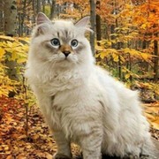 Елена Садетдинова on My World.