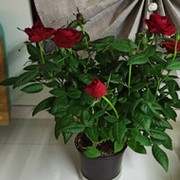 Ирина Цаюкова on My World.