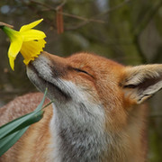 ~*~ℰℒℰℋ ~*~ on My World.